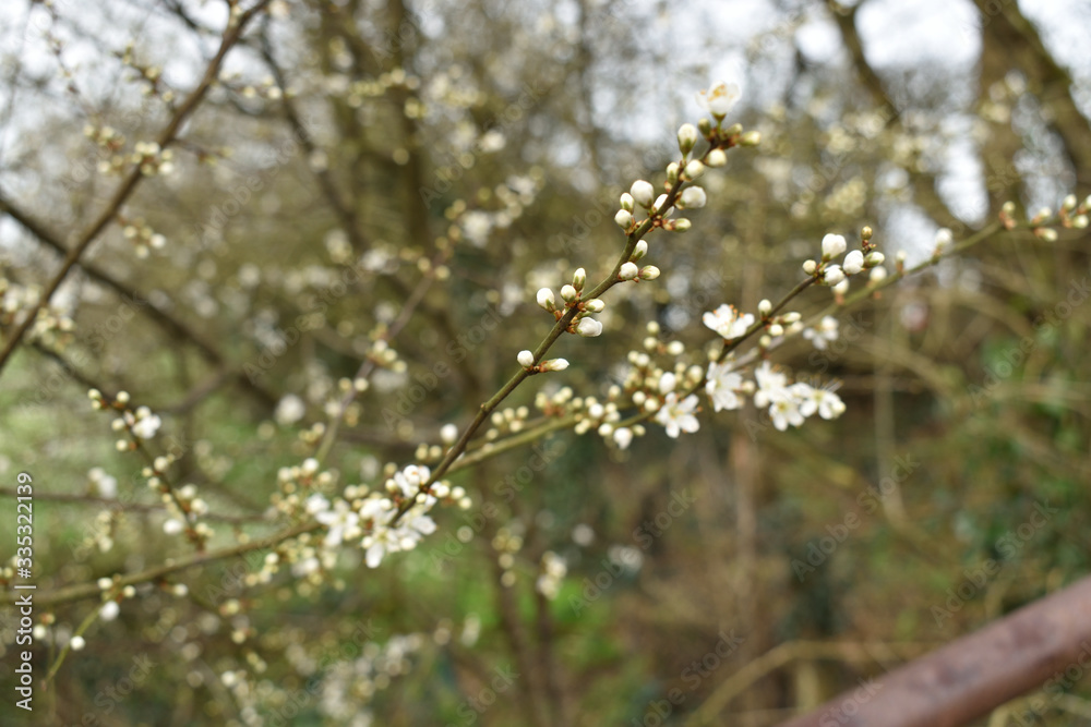 Village de Cheix en Retz dans le département de la Loire Atlantique et sa rivière l'Acheneau en crue et qui déborde le long du rivage et bordée d'arbres en fleur en ce jour de printemps Village de Cheix en Retz dans le département de la Loire Atlantique et sa rivière l'Acheneau en crue et qui déborde le long du rivage et bordée d'arbres en fleur en ce jour de printemps
