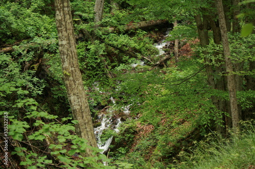 tree mountain nature rock forest