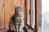 portrait of a cat on a wooden background next to the window