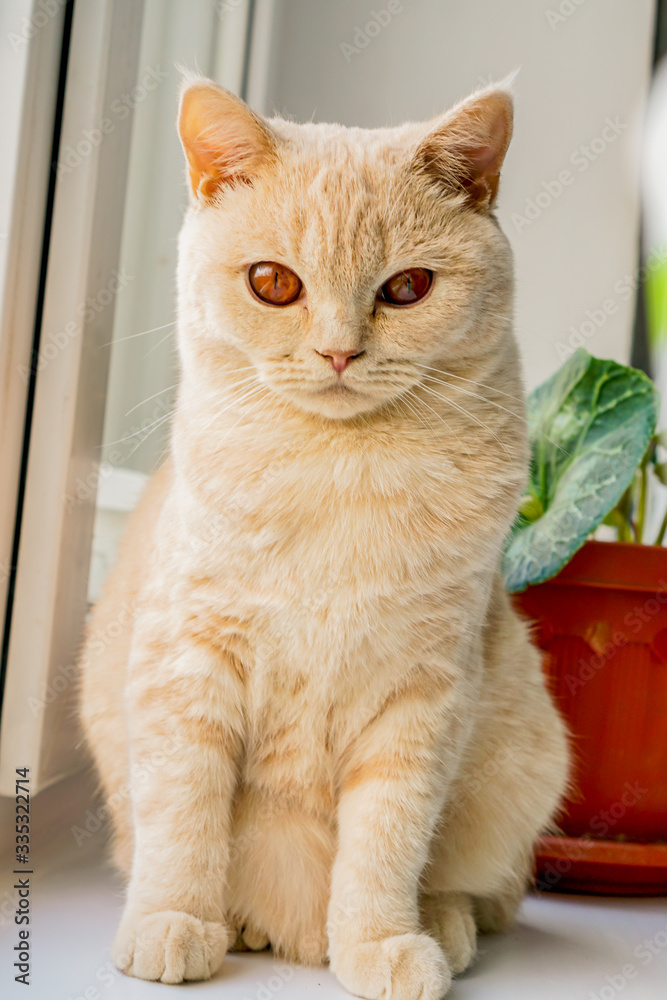 white British cat with brown eyes sits on a window
