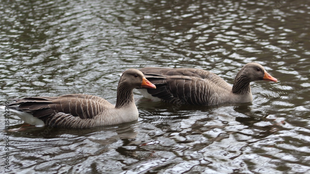 Obraz premium Two ducks swimming on a lake