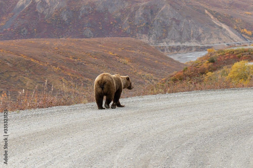 Grizzly Bear on the Road in Denali National Park Alaska in Autumn Grizzly Bear on the Road in Denali National Park Alaska in Autumn