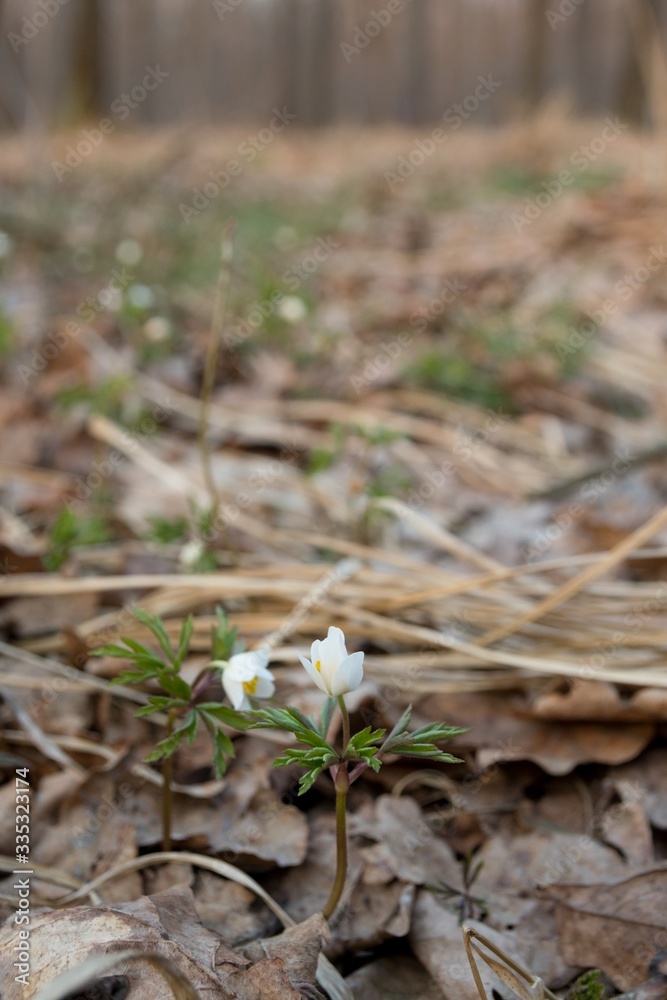 Anemones, the first spring flowers. Bloom in the forest in early spring. Background with brown fallen leaves Anemones, the first spring flowers. Bloom in the forest in early spring. Background with brown fallen leaves