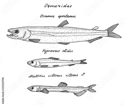 Smelts. Black hand drawn realistic outline vector image.