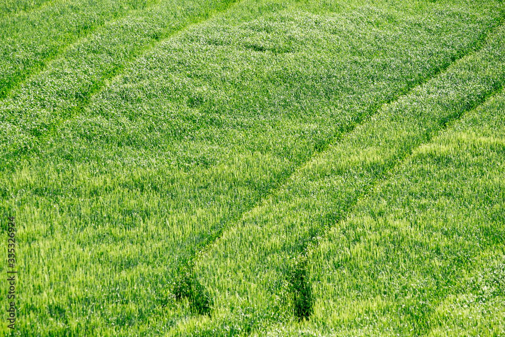 Green grass meadow texture