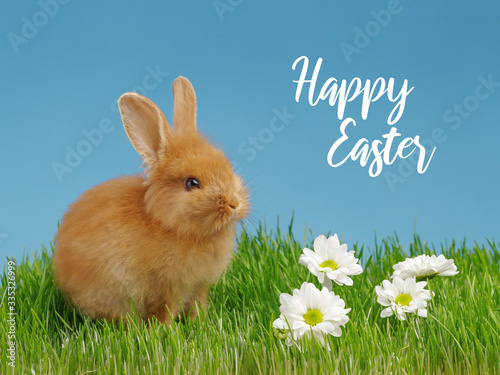 Little rabbit and easter eggs in green grass with blue sky. Easter holiday concept.