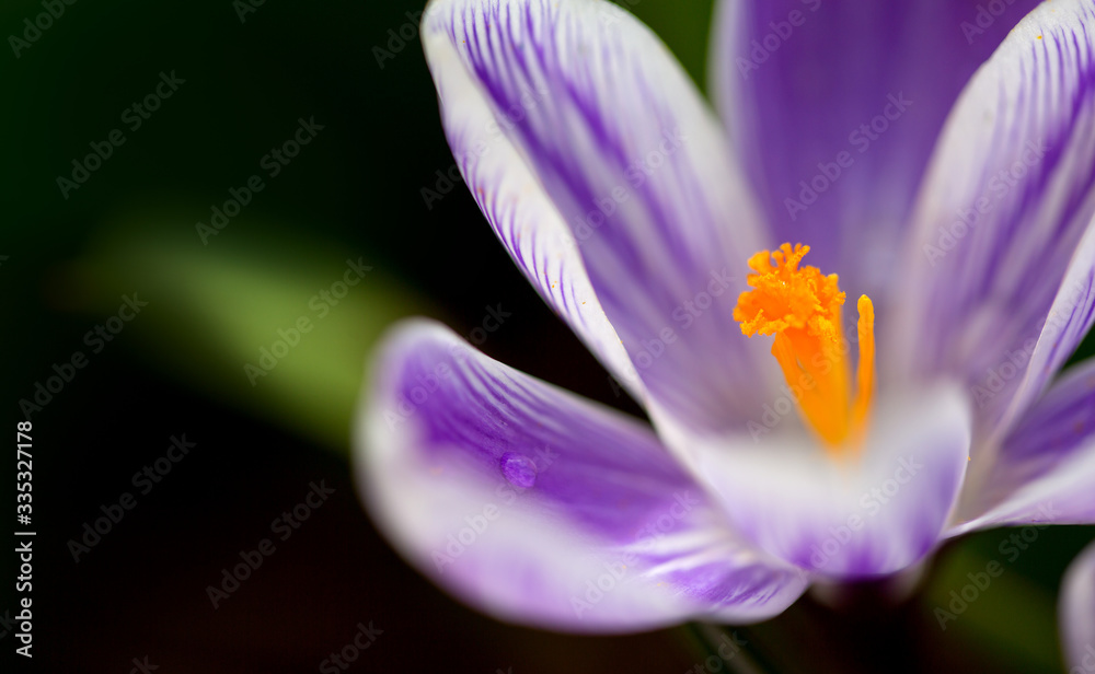 Macro Shot of a purple flowering crocus isolated on green. Macro Shot of a purple flowering crocus isolated on green.