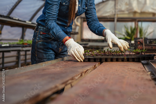 Details of hands of a farmer planting young seedlings. Organic food.