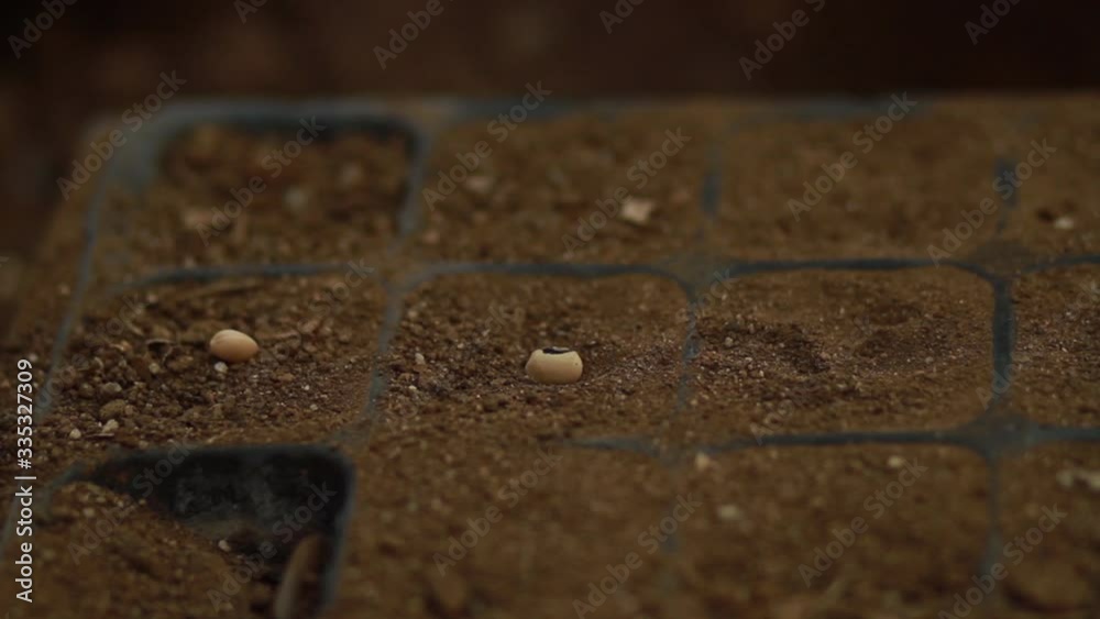 Expert Hand sowing a seeds of vegetable on good soil in a seed tray to make a seedling before move to garden at home. Home gardening and grow vegetable concept. Expert Hand sowing a seeds of vegetable on good soil in a seed tray to make a seedling before move to garden at home. Home gardening and grow vegetable concept.