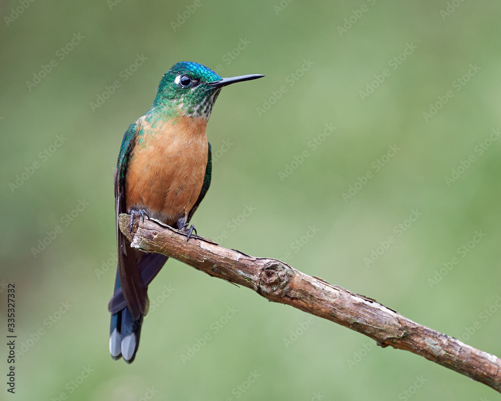 Fototapeta premium Small female hummingbird perched on a branch