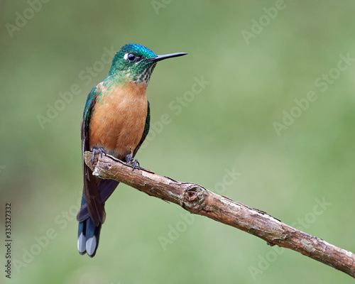 Small female hummingbird perched on a branch © J Esteban Berrio