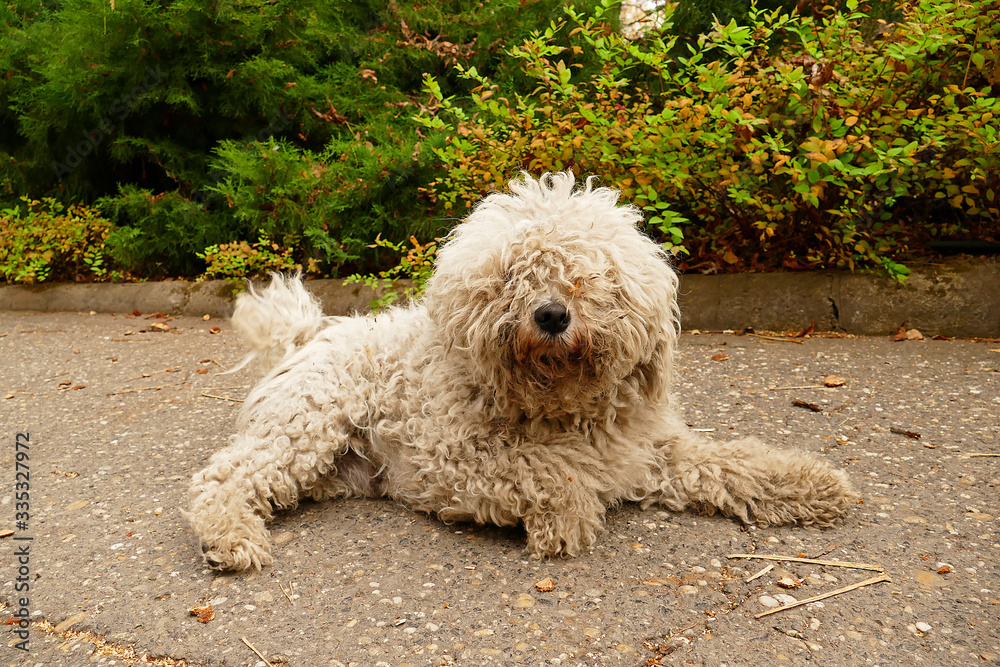 The Puli is a small to medium Hungarian herding dog that looks like an old fashioned floor mop.
