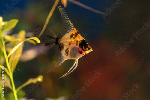 Konstfotografi Le scalaire en aquarium