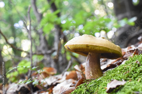 Penny Bun, Boletus edulis, mushroom in forest. Autumn Cep Mushrooms.Gourmet food