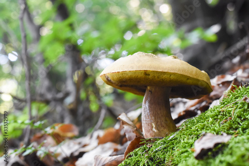 Penny Bun, Boletus edulis, mushroom in forest. Autumn Cep Mushrooms.Gourmet food