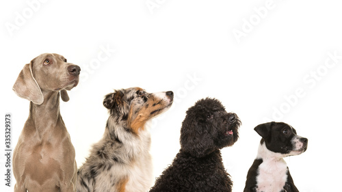 Portraits of various breeds of dogs in a row from small to large all looking up isolated on a white background