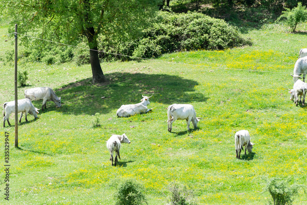 A herd of white cows stays calm on a nice wide meadowland,  avery relaxing view in Umbria, Italy