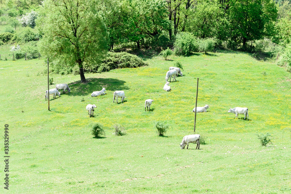 A herd of white cows stays calm on a nice wide meadowland, avery relaxing view in Umbria, Italy A herd of white cows stays calm on a nice wide meadowland, avery relaxing view in Umbria, Italy