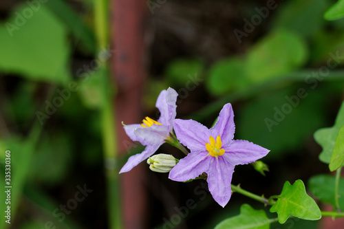 Blooming violet flowers and Thorny tree ,Solanum trilobatum L. photo