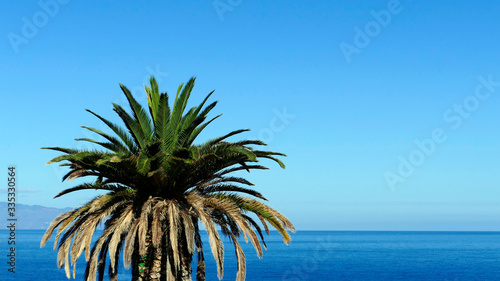Palm tree with blue sea and blue sky is a symbol of an exotic holiday