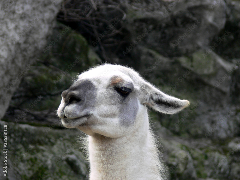White llama portrait