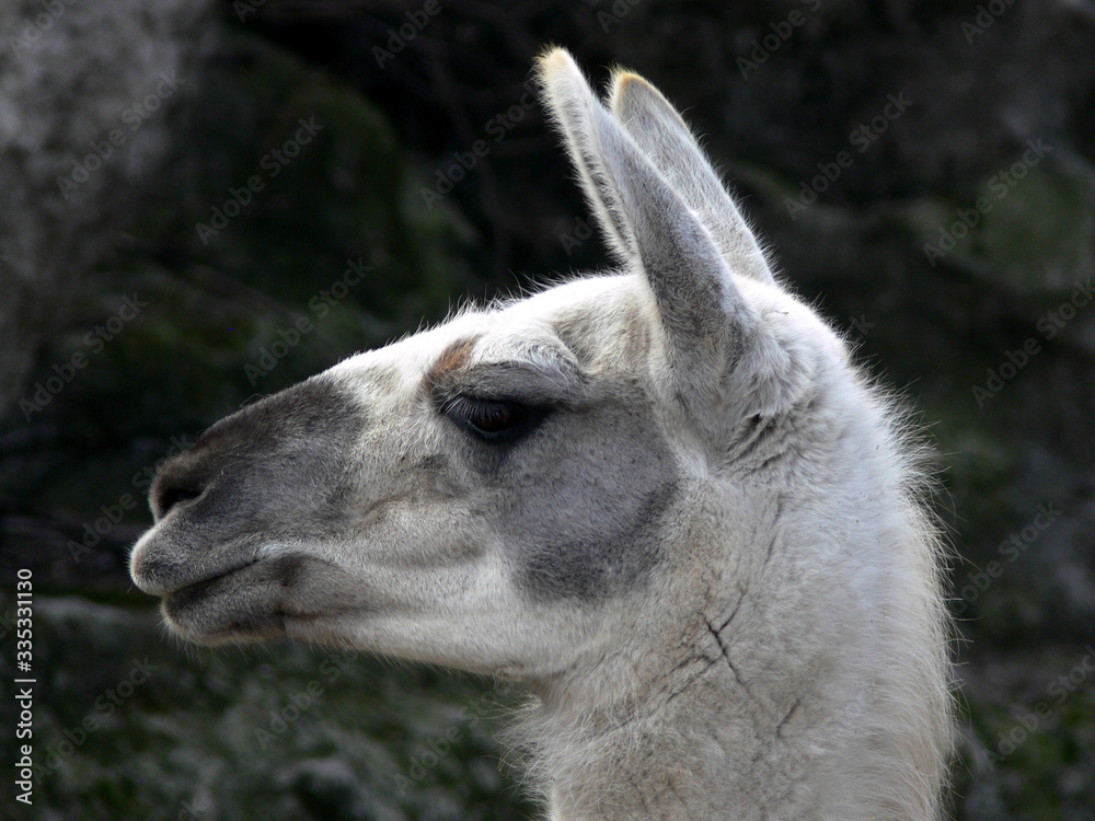 White llama portrait