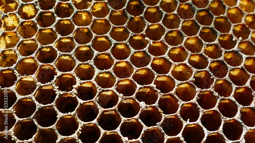 Closeup macro photo of wild bee honeycomb found in the forest. Hexagon pattern with honey compartments. 