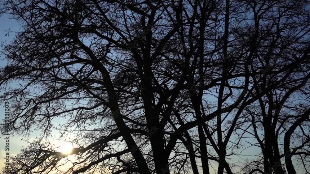 Video time lapse of black silhouette of huge old tree and bare branches of it isolated on sunny sunset blue sky background. End of day concept. Video time lapse of black silhouette of huge old tree and bare branches of it isolated on sunny sunset blue sky background. End of day concept.