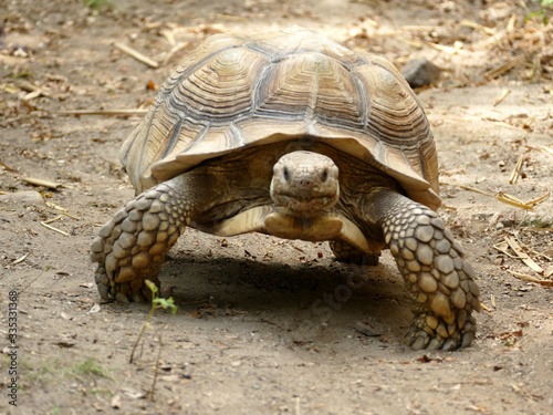 Smiling Galapagos tortoise running  © Zoltan