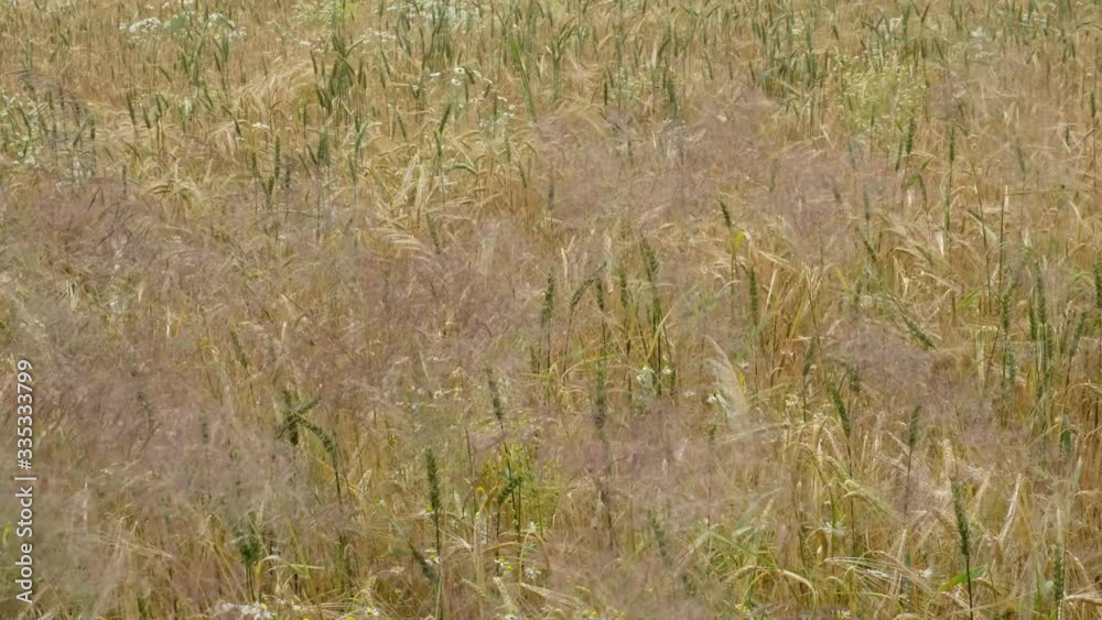 Wehendes Gras im Wind Wehendes Gras im Wind