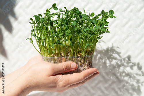hands hold box with germinated pea sprouts microgreens photo