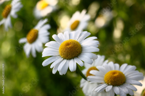 Flowers of a wild camomile in the solar evening on a dark motley background.