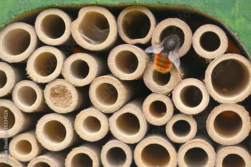 Foto Abeille solitaire au travail, insecte utile au jardin.