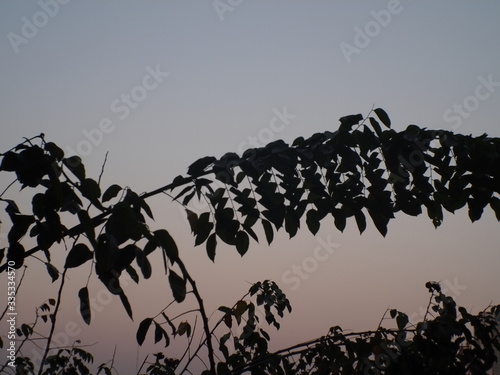 tree  sunset  sky  nature  silhouette  sun  trees  clouds  sunrise  landscape  dusk  light  leaves  black  evening  blue  forest  summer  illustration  cloud  plant  spring