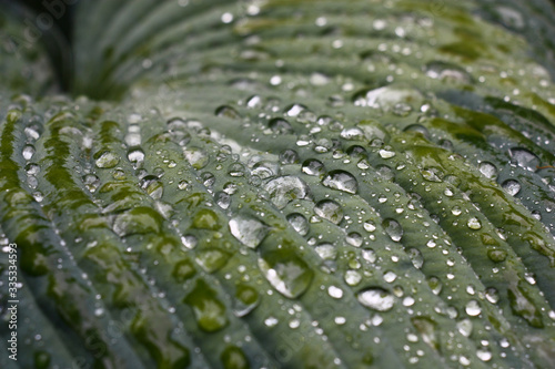 Fragment of a large multi-color leaf hosts in water drops after a rain. © imamchits