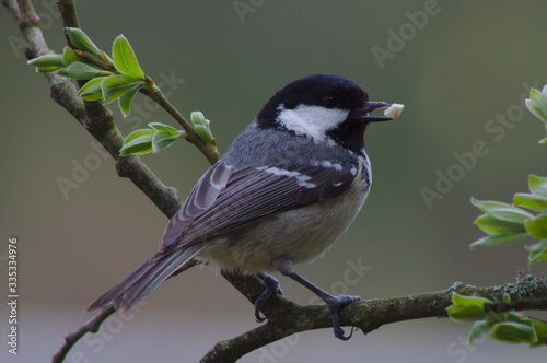 coal tit periparus ater on willow twig