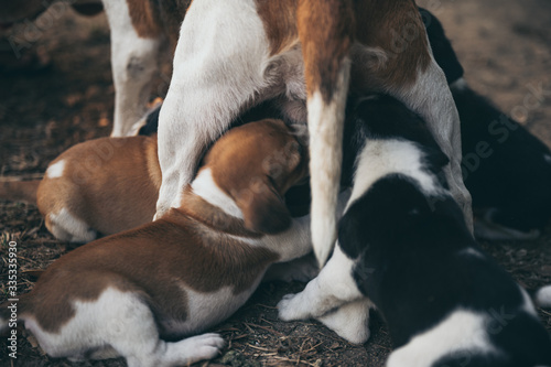 The mother dog is feeding t...