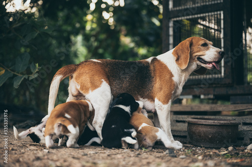 The mother dog is feeding t...