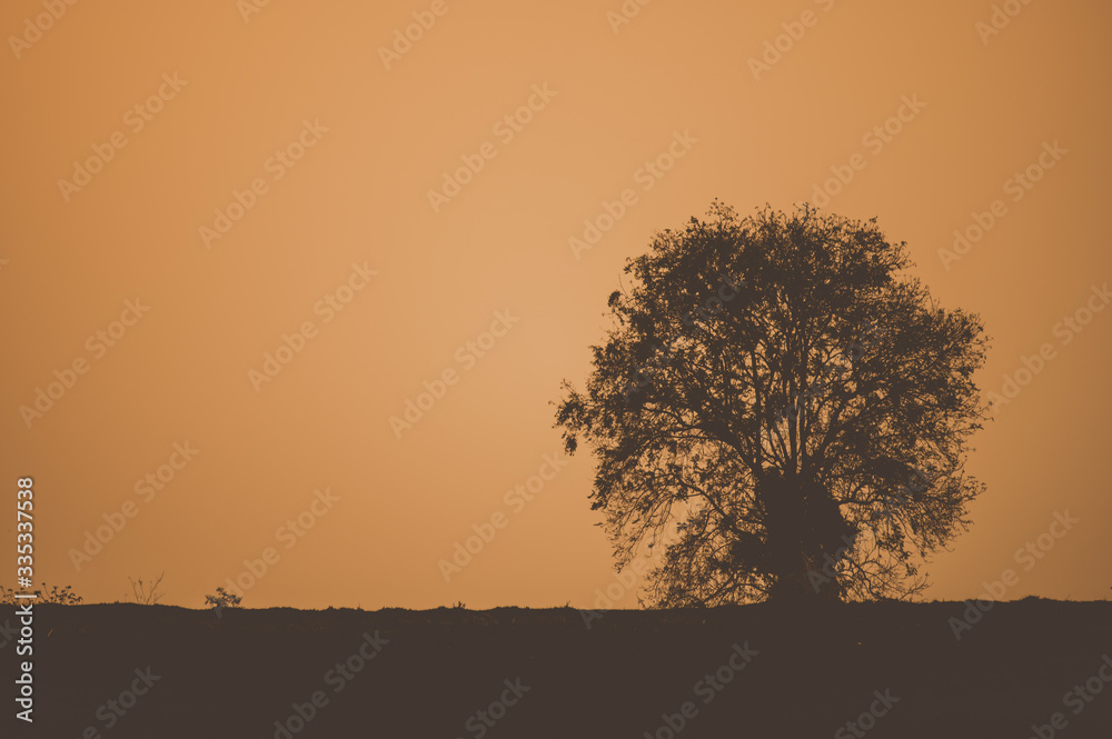 sunset over the tree with copy space, sunset time background