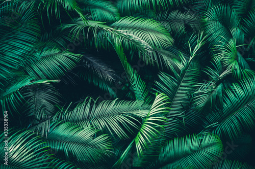 Fototapeta tropikalne liście las dżungla greenery