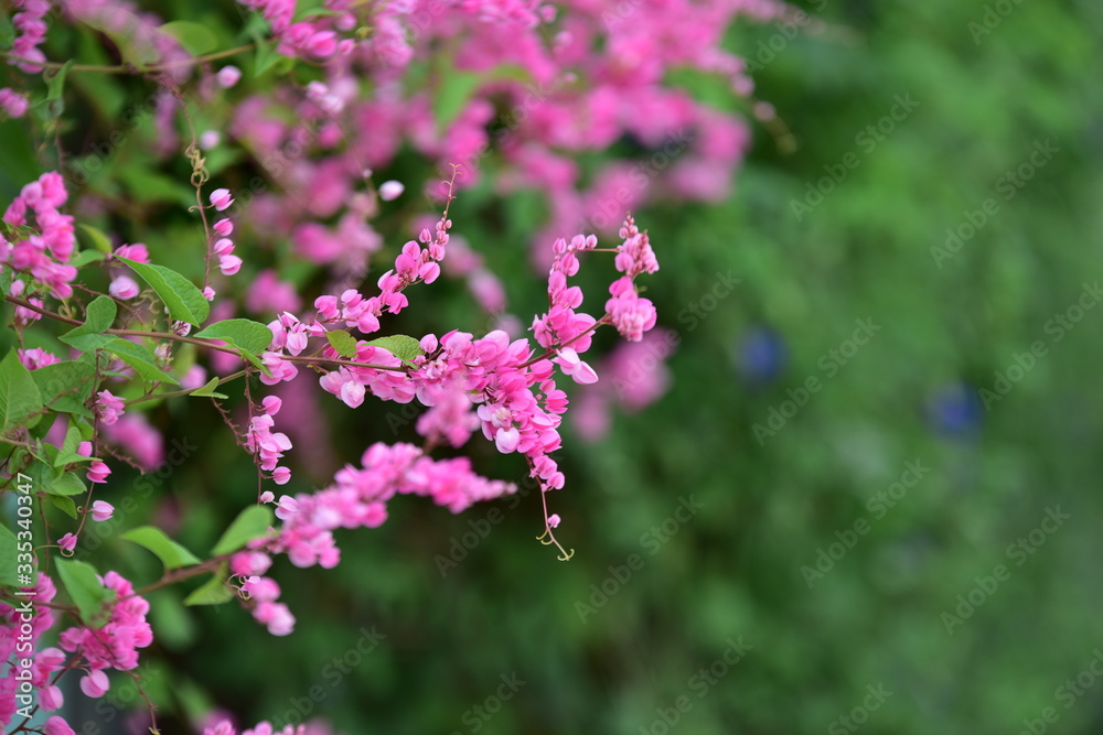 pink flowers as a bouquet and green leaves as a background,flowers with leaves in background,Beautiful flowers in the garden Blooming in the summer.Landscaped Formal Garden. Park. Beautiful Garden