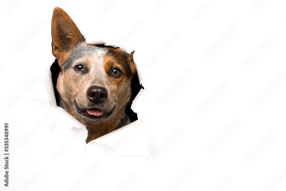 Australian cattle dog portrait looking through a hole in white paper with space for copy