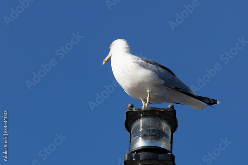 The ship is a seagull on a red warning lamp. Background of blue sky. Close up.