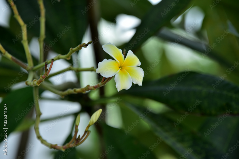 pink flowers as a bouquet and green leaves as a background,flowers with leaves in background pink flowers as a bouquet and green leaves as a background,flowers with leaves in background