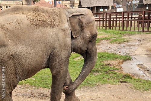 Photography Adult elephant in the zoo.