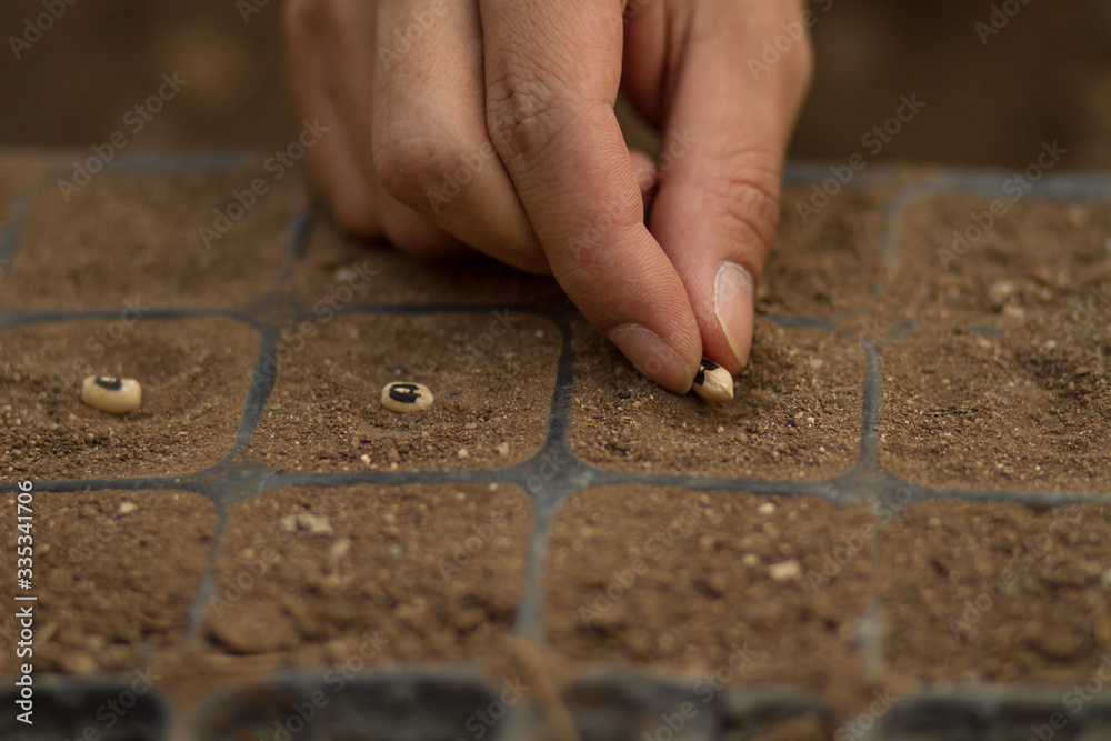 Hand sowing a seed of vegetable in a tray to make a seedling before
