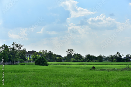 Green grass in the sun