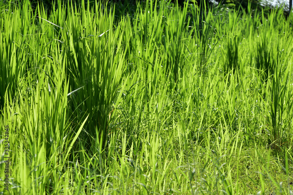 Green grass in the sun