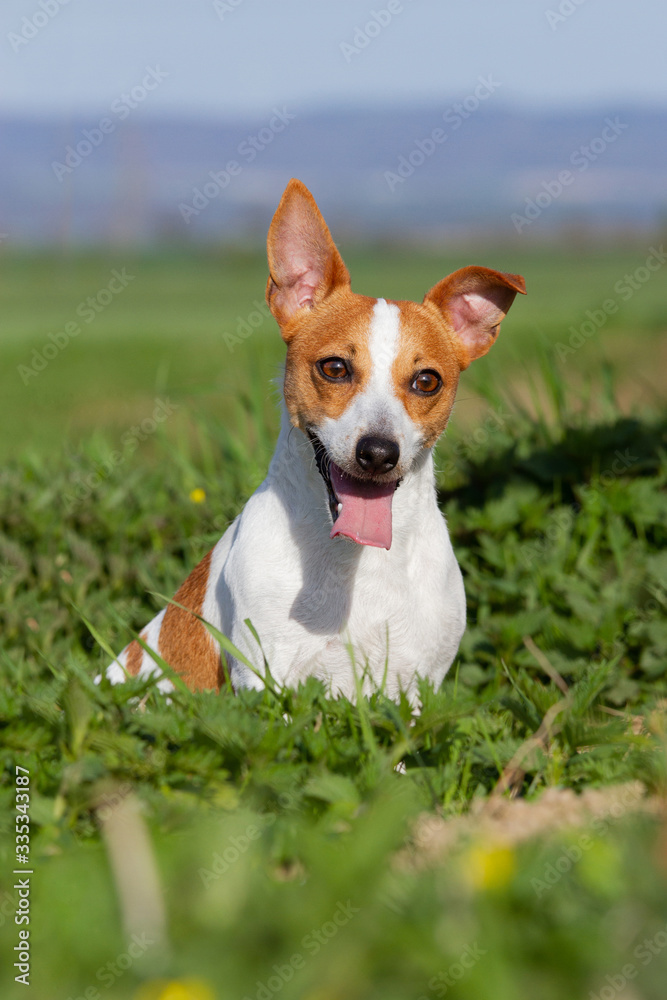 Portrait of nice Jack Russell terrier on meadow Portrait of nice Jack Russell terrier on meadow