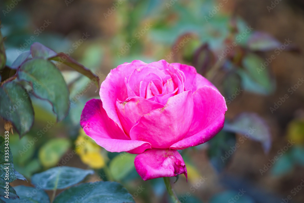 Beautiful pink roses flower in the garden Beautiful pink roses flower in the garden